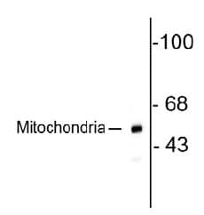 Anti-Mitochondria antibody [113-1] - BSA and Azide free(AB92824)