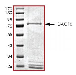 Recombinant human HDAC10 protein (Active)(AB268611)