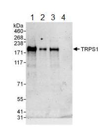 Anti-TRPS1 antibody(AB125197)