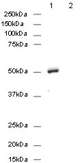 Rabbit Mouse Igg H L Hrp Ab6728 Western Blot Img82188