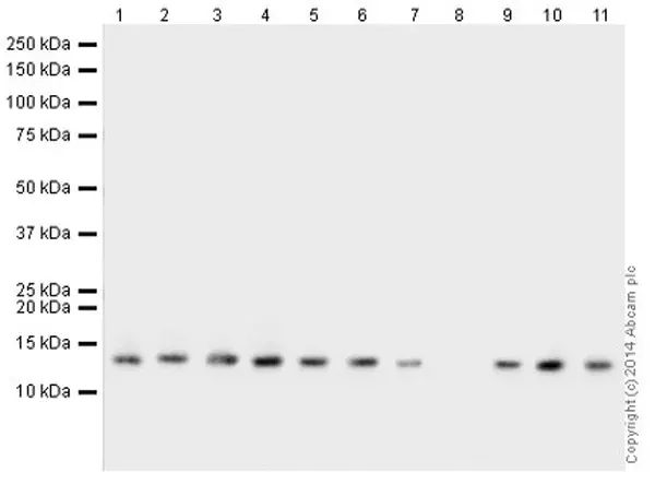 Human Histone H3 (di methyl K9) peptide(AB1772)