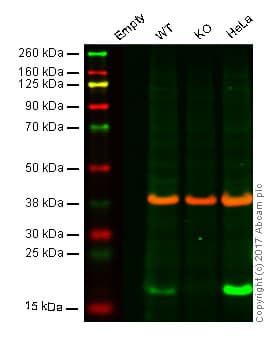 Anti-ARPC5/p16 ARC antibody [EP1551Y](AB51243)