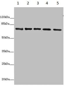 Anti-SDHA antibody(AB235594)
