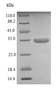 Ab235067  Sds Page Img72512