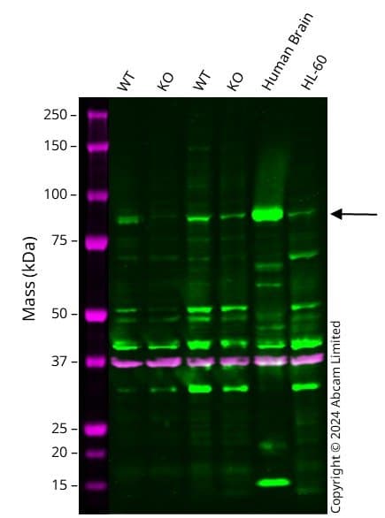Anti-PSD95 antibody - Synaptic Marker(AB18258)