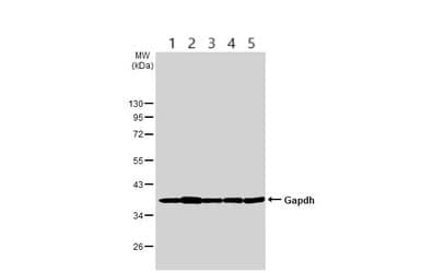Anti-GAPDH antibody - Loading Control(AB210113)