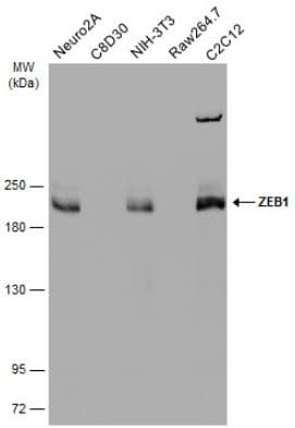 Anti-ZEB1 antibody(AB155249)