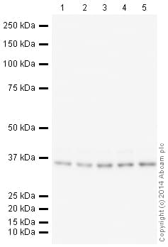 HeLa whole cell lysate(AB150035)