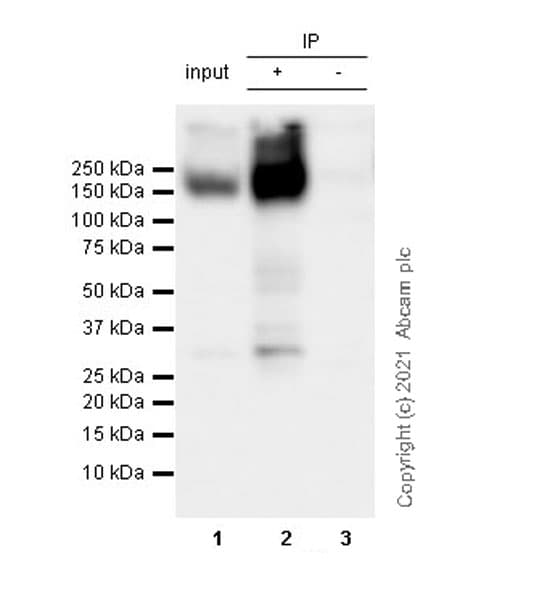 Anti-KCC2 antibody [EPR24203-85](AB259969)
