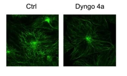 Dyngo® 4a, Novel, highly potent dynamin inhibitor(AB120689)