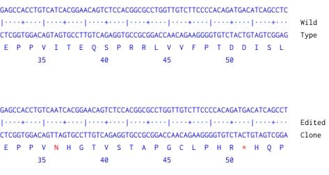 Human L1cam Knockout Hela Cell Line Ab273836  Next Generation Sequencing Img426510