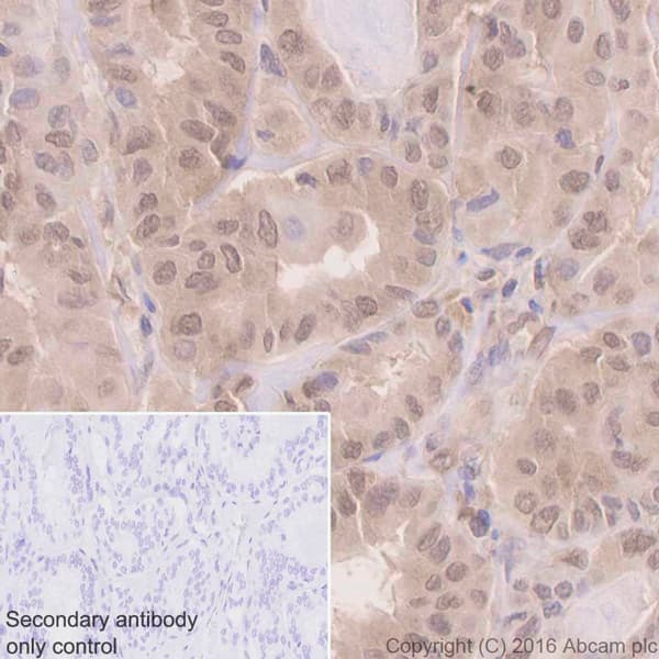 Anti-UFM1 antibody [EPR4264(2)] - BSA and Azide free(AB232570)