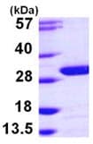 Recombinant human UCHL3 protein(AB103502)