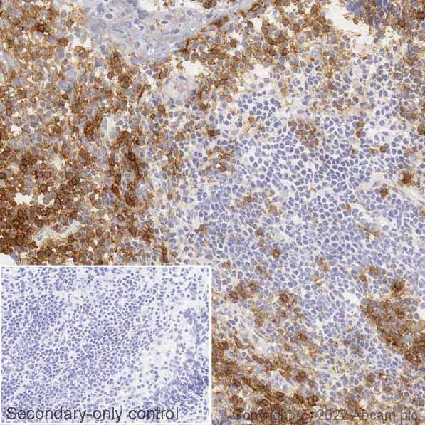 Anti-CD4 antibody [RM1013](AB288724)