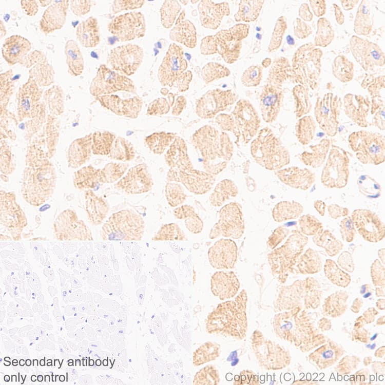 Anti-Cofilin 2 antibody [EPR24519-7](AB300128)