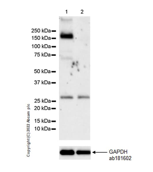 Kdm4b Jmjd2b Antibody Epr25240 41 Bsa And Azide Free Ab305057  Western Blot Img405092