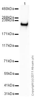 Anti-BRG1 antibody(AB4081)