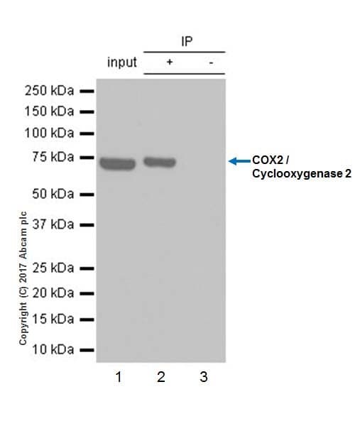 Anti-COX2 / Cyclooxygenase 2 antibody [EPR18377-106] - BSA and Azide free(AB226869)