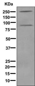 Anti-C4a antibody [EPR10143] - BSA and Azide free(AB249610)