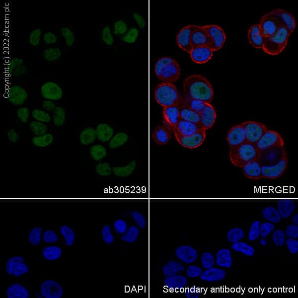 Anti-UBR7 antibody [EPR26170-67]