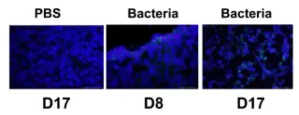 Anti-E. coli antibody(AB137967)