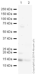 HRP Anti-Frataxin antibody [17A11](AB197964)