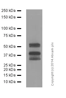 Anti-LEF1 antibody [EPR2029Y](AB137872)