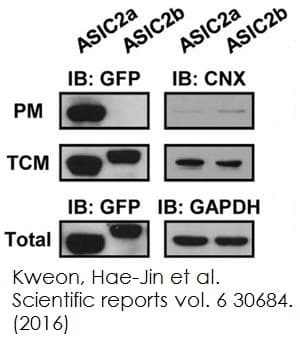 Plasma Membrane Protein Extraction Kit(AB65400)