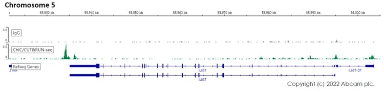 Anti-HNF-4-alpha antibody [EPR16885-99] - BSA and Azide free(AB231167)