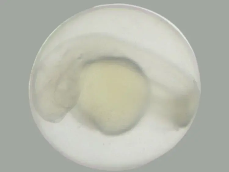 Zebrafish Egg Before 01 Kid21777398