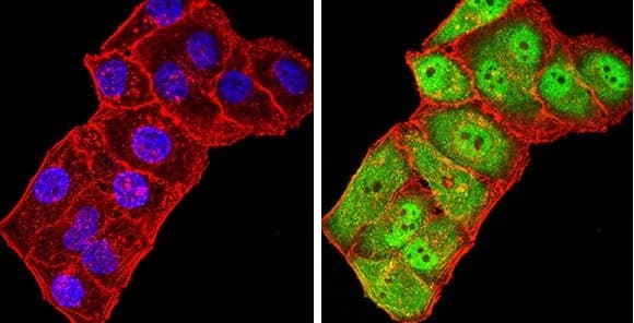 Anti-GRIK3/GluK3 antibody [2B3D1](AB233734)