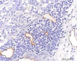 Anti-LYVE1 antibody - BSA and Azide free(AB14917)