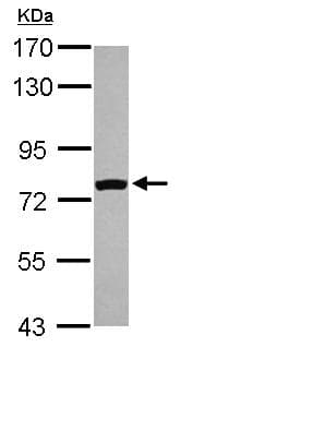 Fastkd5 Antibody Ab111548  Western Blot Img90107