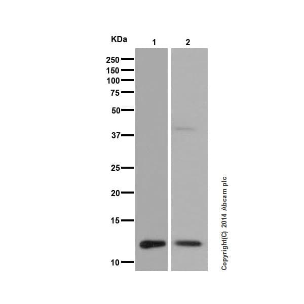 Anti-Histone H4 (mono methyl K20) antibody [EPR16999] - ChIP Grade(AB177188)