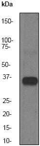 Hsd17b1 Antibody Ep1682y Bsa And Azide Free Ab247308  Western Blot Img143414