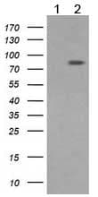 Anti-DRP1 antibody [OTI4F6](AB156951)