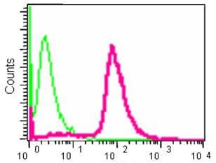Anti-gamma Tubulin antibody [EPR13872] - Centrosome Marker(AB180595)