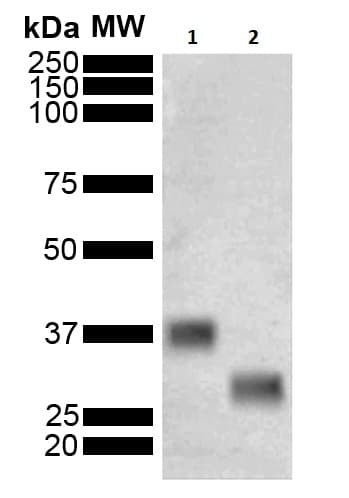 Anti-GST antibody [3E2](ab241110)