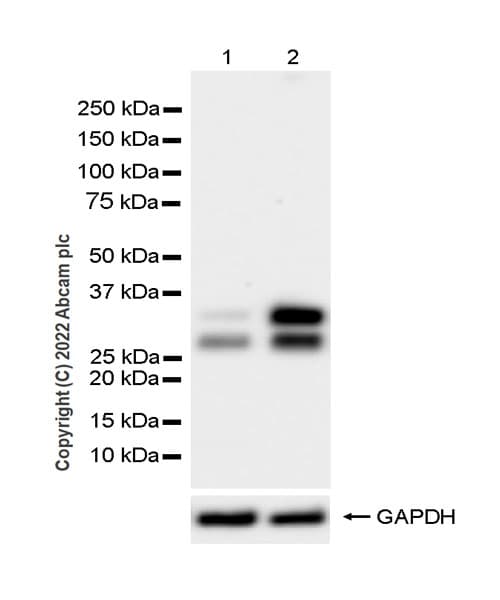 Anti-TREX1 antibody [EPR25101-12] (BSA and Azide free)(AB300446)