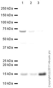 Anti-Cytochrome C antibody [7H8.2C12](AB13575)