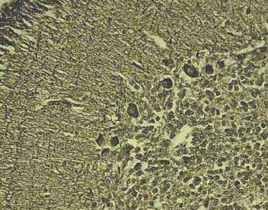 Anti-APC antibody [CC-1](AB16794)