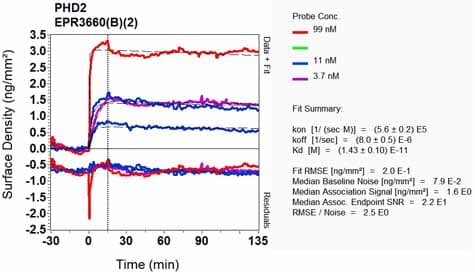 Anti-PHD2 / prolyl hydroxylase antibody [EPR3660(B)(2)](AB133630)