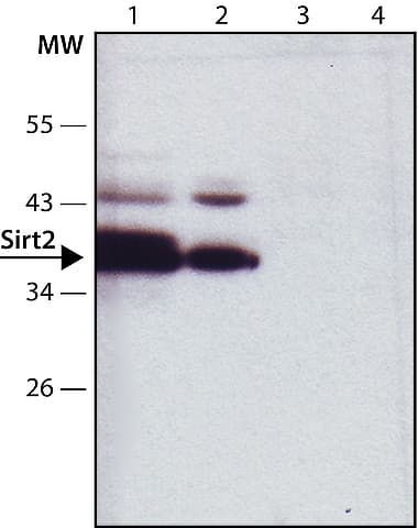 Anti-SIRT2 antibody(AB67299)