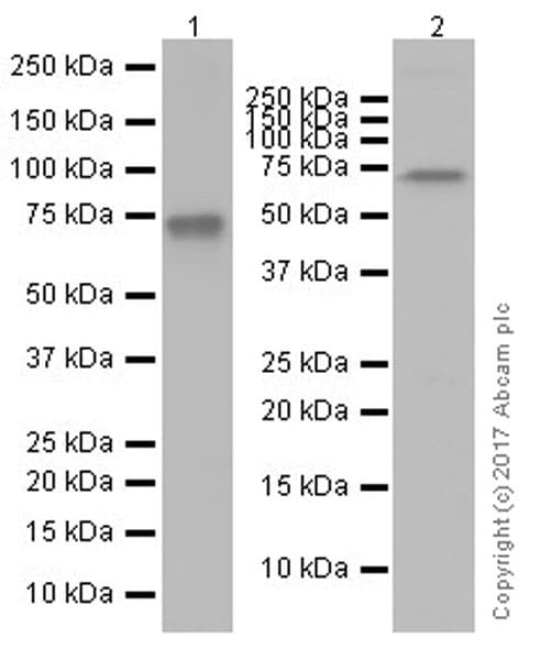 Optineurin Antibody Epr20654 Ab213556  Western Blot Img162688