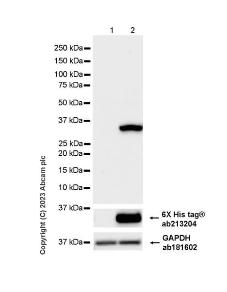 Anti-RFP antibody [EPR28246-45](AB314225)