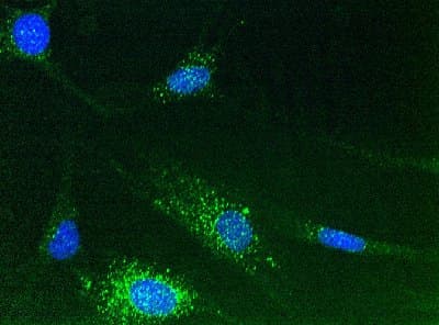 Anti-Calnexin antibody [6F12BE10](AB112995)