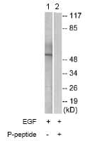 Anti-hnRNP K (phospho S284) antibody(AB74066)