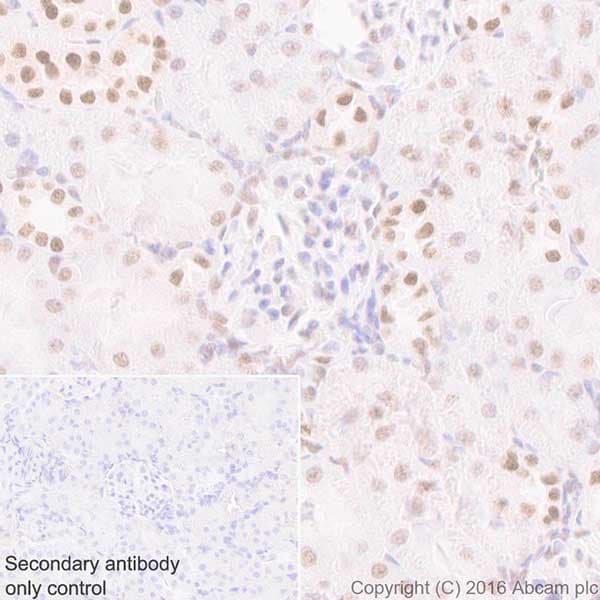 Anti-HP1 gamma/CBX3 antibody [EPR19802] - BSA and Azide free(AB223535)