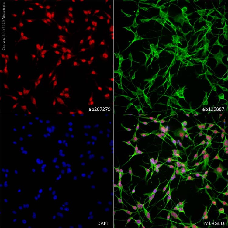 Alexa Fluor 594 Neun Antibody Epr12763 Neuronal Marker Ab207279  Immunocytochemistry Img22652
