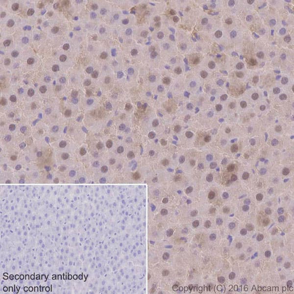 Anti-Ubiquitin antibody [EPR8830](AB134953)
